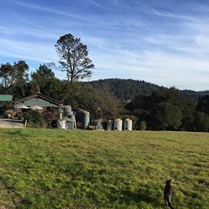 Hallcrest Vineyards photo