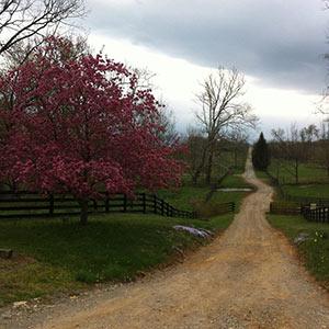 Smithfield Farm Bed & Breakfast photo