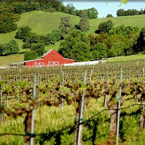 Courtwood Wine Tasting Tours photo