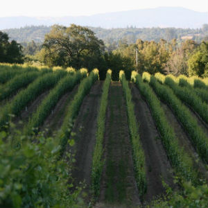 Second Saturday Vineyard Hike & Tasting