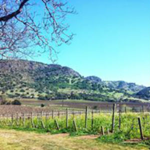 Baldacci Sunday’s in Stags Leap