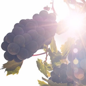 Harvest Celebration Tour 2015