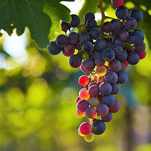 40+ PREMIUM WINERIES