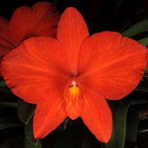 2016 Central Coast Orchid Show & Sale at South County Regional Center