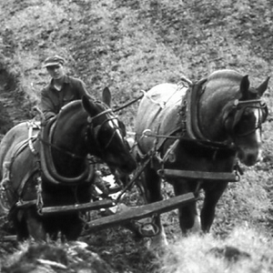 Up Up! Farm Film Festival- Betting the Farm