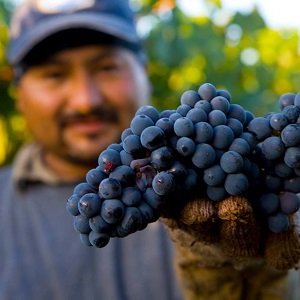Terroir to Table: Five Decades Cabernet Sauvignon Tasting at Trefethen Family Vineyards