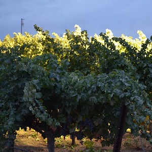 Music in the Vines with Posada Lunch at McGrail Vineyards and Winery