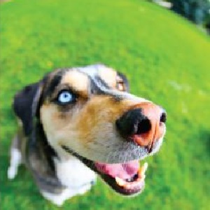 Bow Wow Film Festival, Napa Edition