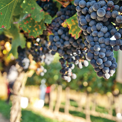 best-wineries-in-yountville-sm-506×506