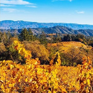 Flavor! Napa Valley Wine Tour