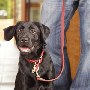 DogBar at Bardessono