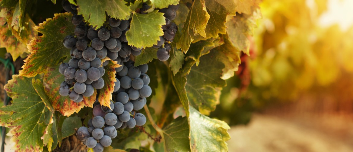 harvest-grapes-vineyard-1170×506-1