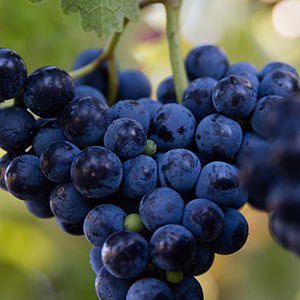 red-grapes-deep-blue-color-300×300-r