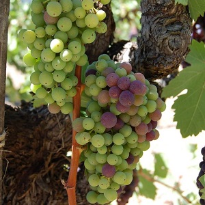 Korbel Holiday Shopping Spree Weekend