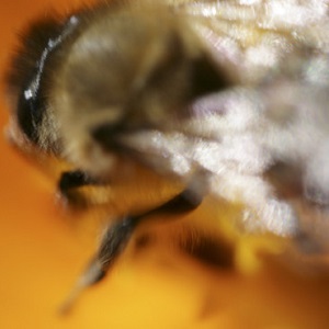 Biodynamic Series III: Slow Bee