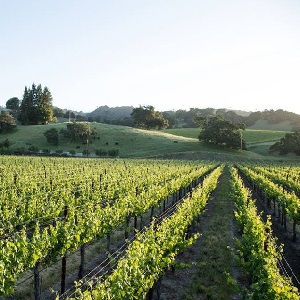 A Wine & Food Affair in Sonoma